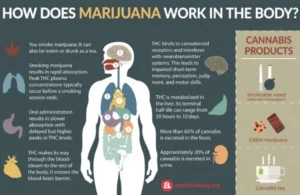An illustration showing the metabolism of THC in the human body.